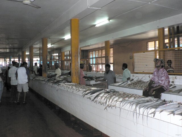 18- Le rayon poissonnerie du marche de Lautoka 